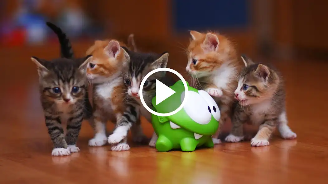 Play Cat Video Live Wallpaper  and enjoy Cat Video Live Wallpaper with UptoPlay