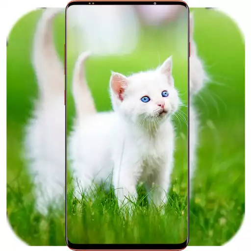 Play Cat Wallpaper HD APK