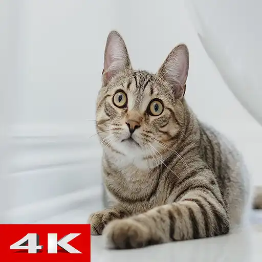 Play Cat Wallpapers 4k 2023 APK