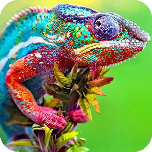 Play Chameleon Full HD Wallpaper APK