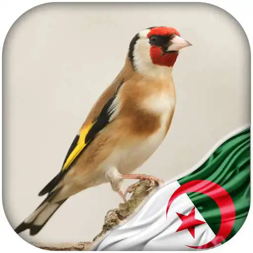 Play Chardonneret algerien dz APK