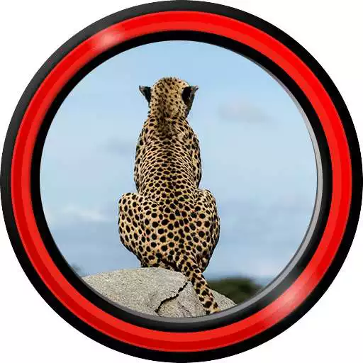 Free play online Cheetah Live Wallpapers APK