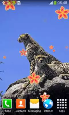 Play Cheetah Live Wallpapers