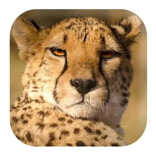 Play Cheetah Sounds APK