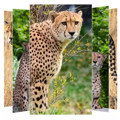 Free play online cheetah wallpapers APK