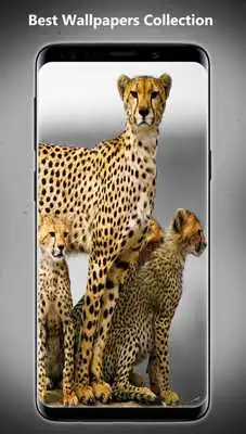 Play cheetah wallpapers