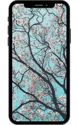 Play Cherry Blossom Wallpaper  and enjoy Cherry Blossom Wallpaper with UptoPlay