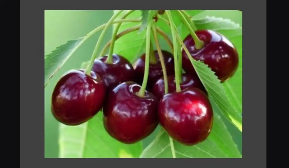 Play cherry fruit cultivation as an online game cherry fruit cultivation with UptoPlay