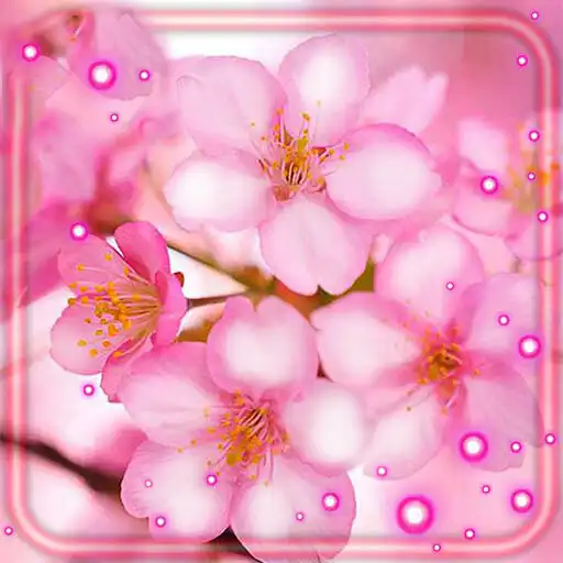 Play Cherry Sakura Flowers APK