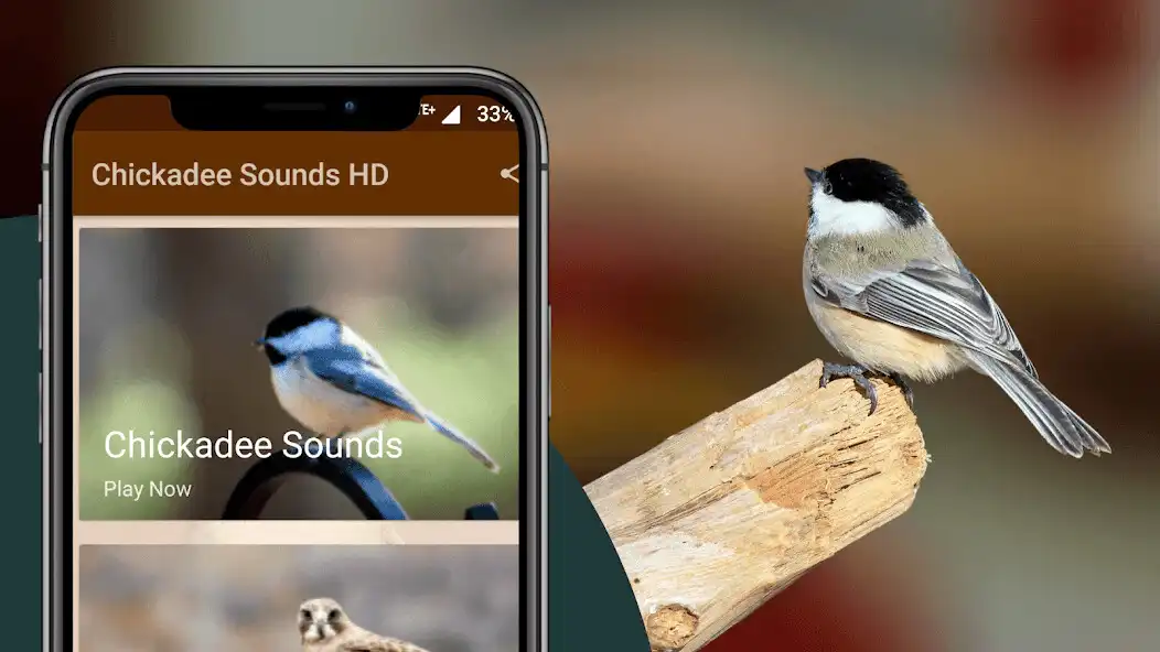 Play Chickadee Sounds  and enjoy Chickadee Sounds with UptoPlay