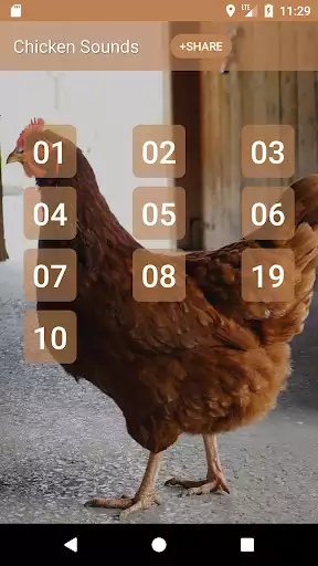 Play chicken sounds  and enjoy chicken sounds with UptoPlay