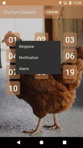 Play chicken sounds as an online game chicken sounds with UptoPlay
