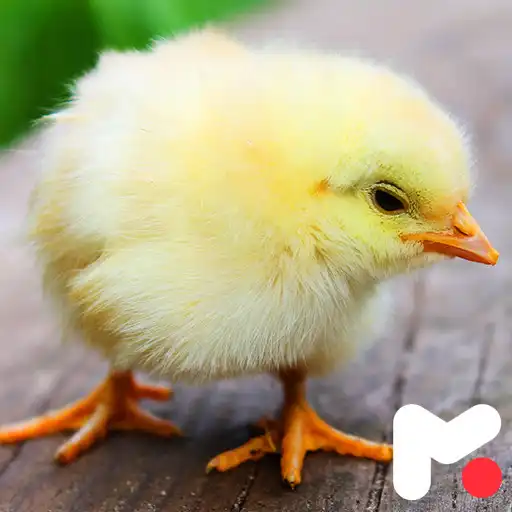 Play Chicken Wallpapers APK