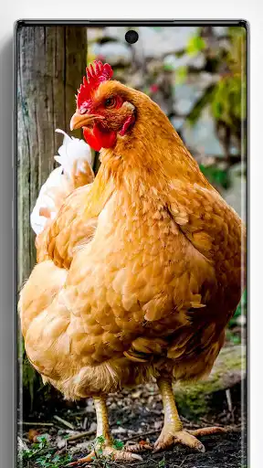 Play Chicken Wallpapers  and enjoy Chicken Wallpapers with UptoPlay