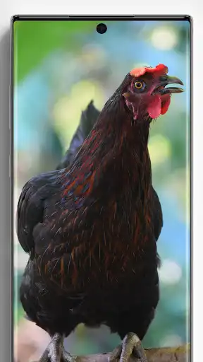 Play Chicken Wallpapers as an online game Chicken Wallpapers with UptoPlay