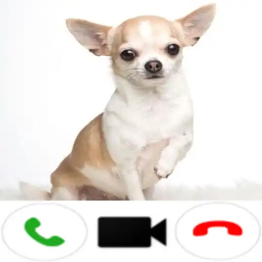 Play Chihuahua Dog Video Call APK