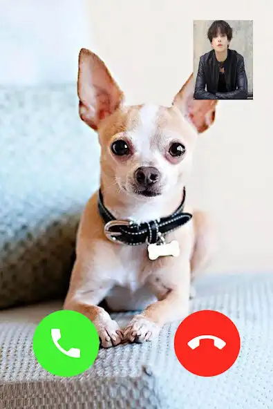 Play Chihuahua Dog Video Call  and enjoy Chihuahua Dog Video Call with UptoPlay