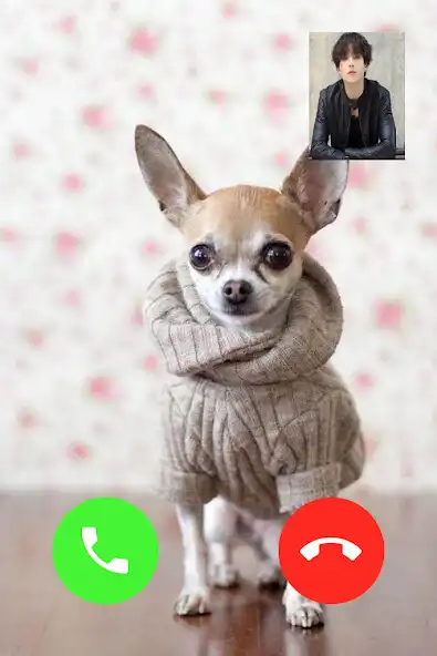 Play Chihuahua Dog Video Call as an online game Chihuahua Dog Video Call with UptoPlay