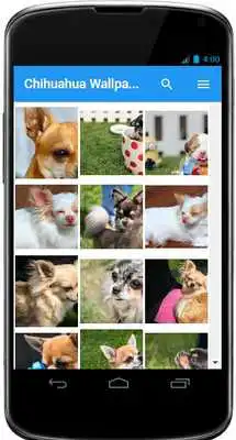 Play Chihuahua Wallpaper App