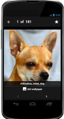 Play Chihuahua Wallpaper App