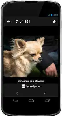 Play Chihuahua Wallpaper App