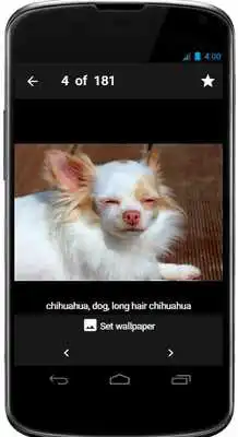 Play Chihuahua Wallpaper App