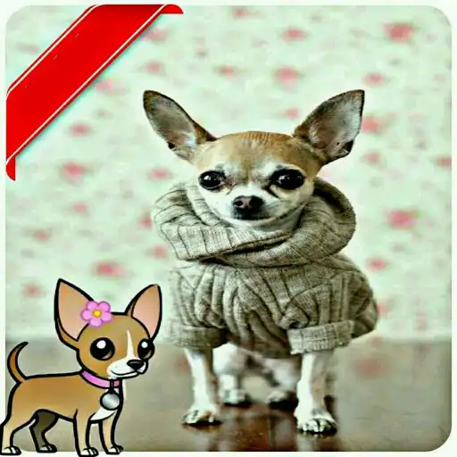 Play chihuahua wallpaper APK