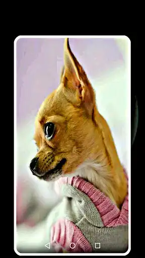 Play chihuahua wallpaper  and enjoy chihuahua wallpaper with UptoPlay