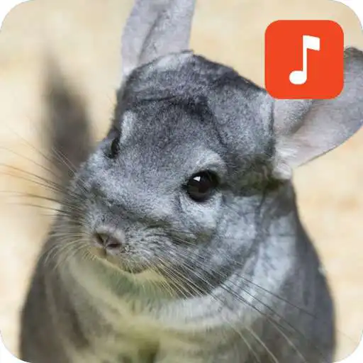 Play Chinchilla Sound Effects APK