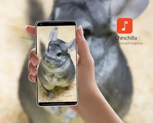 Play Chinchilla Sound Effects  and enjoy Chinchilla Sound Effects with UptoPlay