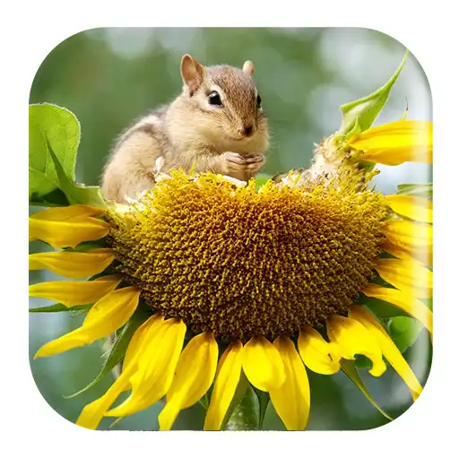 Free play online Chipmunk Sounds APK