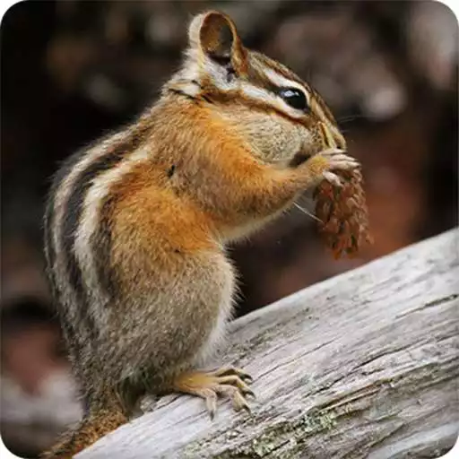 Run free android online Chipmunk Sounds Ringtones APK