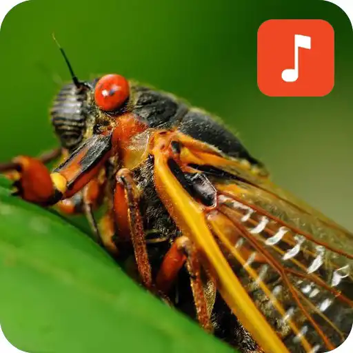 Play Cicada sound ringtones APK