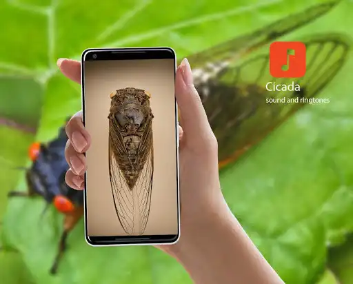 Play Cicada sound ringtones  and enjoy Cicada sound ringtones with UptoPlay