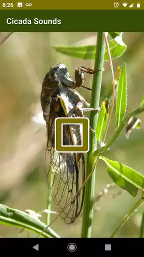 Play Cicada Sounds as an online game Cicada Sounds with UptoPlay