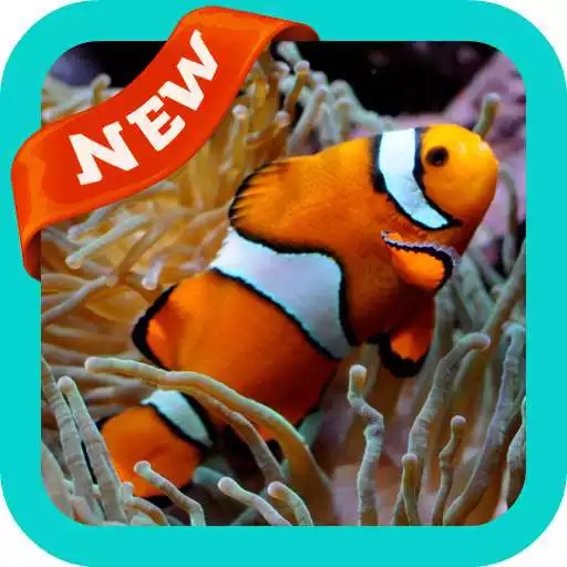 Run free android online Clownfish Wallpaper APK