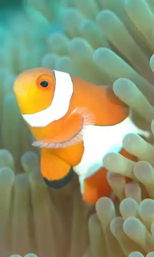 Play APK Clownfish Wallpaper  and enjoy Clownfish Wallpaper with UptoPlay com.clownfish.wallpaper.freehdimages.clownfishcute.photo.bestpicture