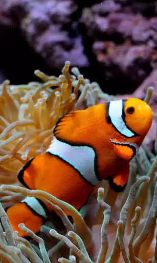 Play APK Clownfish Wallpaper  and enjoy Clownfish Wallpaper with UptoPlay com.clownfish.wallpaper.freehdimages.clownfishcute.photo.bestpicture