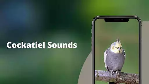 Play Cockatiel sounds  and enjoy Cockatiel sounds with UptoPlay