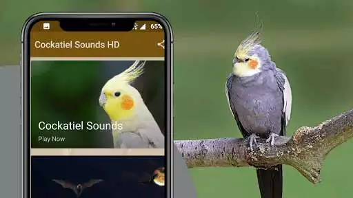 Play Cockatiel sounds as an online game Cockatiel sounds with UptoPlay