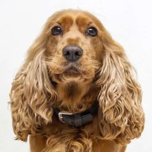 Play Cocker Spaniel Wallpapers APK