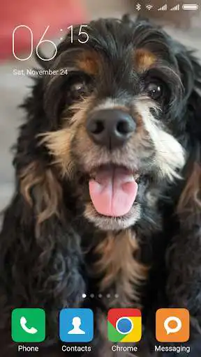 Play Cocker Spaniel Wallpapers  and enjoy Cocker Spaniel Wallpapers with UptoPlay