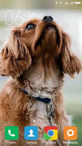 Play Cocker Spaniel Wallpapers as an online game Cocker Spaniel Wallpapers with UptoPlay