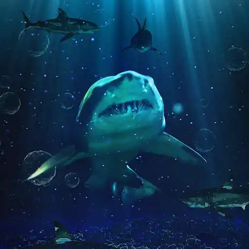 Play COGUL HD/4K Wallpaper - Shark In The Sea APK