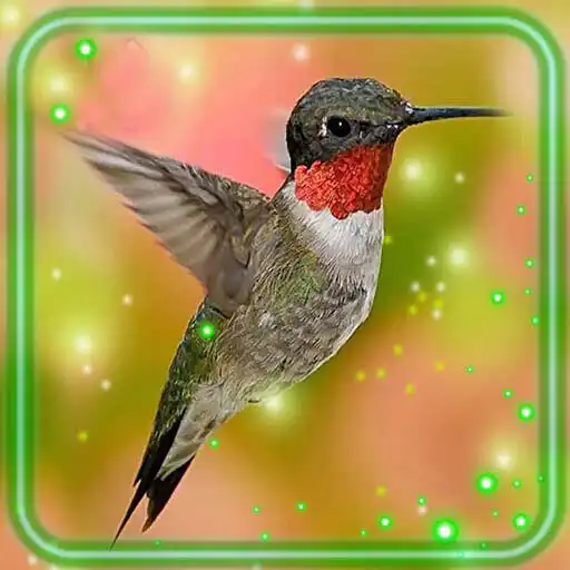 Play Colibri HD Live Wallpaper APK