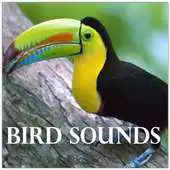 Free play online Cool Birds Sounds APK