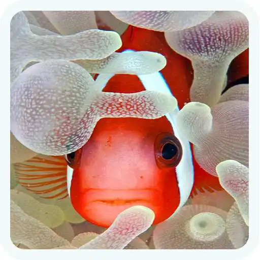 Play Coral Reef Wallpapers HD 2020 APK