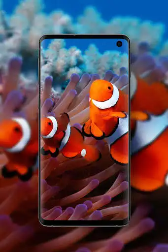 Play Coral Reef Wallpapers HD 2020  and enjoy Coral Reef Wallpapers HD 2020 with UptoPlay