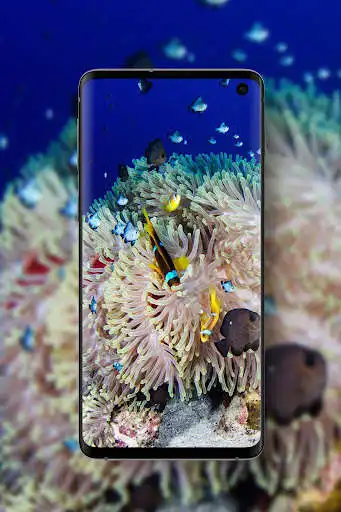 Play Coral Reef Wallpapers HD 2020 as an online game Coral Reef Wallpapers HD 2020 with UptoPlay