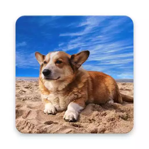 Play Corgi Wallpaper HD APK